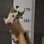 Przyjęty: 2025-09-01 Gmina: Brzeszcze Płeć: Kocur Opis: europejska, biało-bure