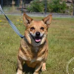 Pies do adopcji, Chełmek, 9 sierpnia 2025