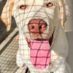 Znaleziono psa, Gdańsk, 1 września 2025