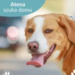 Atena
