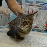 Znaleziono kota, Szczecin, 31 sierpnia 2025