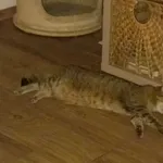 Zaginął kot, Łódź, 1 września 2025