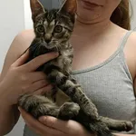 Znaleziono kota, Toruń, 28 sierpnia 2025