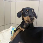 Pies do adopcji, Kraków, 31 sierpnia 2025