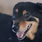 Pies do adopcji, Tatary, 12 marca 2020