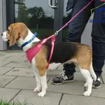 Znaleziono psa, Szczecin, 3 września 2025