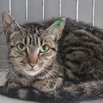 Znaleziono kota, Wrocław, 25 lipca 2025