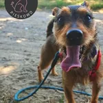 Pies do adopcji, Wolsztyn, 3 września 2025