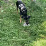 Znaleziono na działce przy  ul. Podleśnej w Łodzi Jest to młodziutki, czarny podpalany piesek, w czarnych szeleczkach, nie ma czipa. Może mieć oko. 6 miesięcy