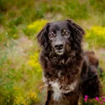 Oddam psa, Łowicz, 3 września 2025