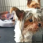 Znaleziono psa, Sosnowiec, 27 sierpnia 2025