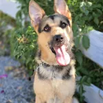 Lolo - młodziutki, wesoły psiak w typie owczarka! 