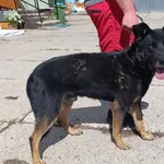 Znaleziono psa, Pieckowo, 28 sierpnia 2025