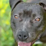 Pies do adopcji, Radom, 13 lipca 2025