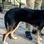 Znaleziono psa, Pieckowo, 2 września 2025