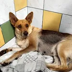 Pies do adopcji, Włocławek, 4 września 2025