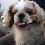 Znaleziono psa, Łódź, 3 września 2025