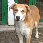 Znaleziono kota, Chojnice, 3 września 2025