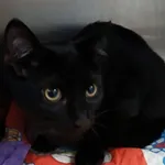 KOT Z INTERWENCJI 02.09.2025