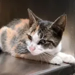 Kot do adopcji, Włocławek, 3 września 2025