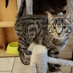 Kot do adopcji, Włocławek, 3 września 2025