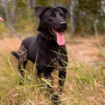 Pies do adopcji, Sosnowice, 8 czerwca 2025