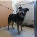 Znaleziono psa, Białystok, 2 września 2025