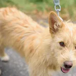 Pies do adopcji, Nowodwór, 2 września 2025