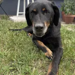 Pies do adopcji, Konin, 26 lipca 2025