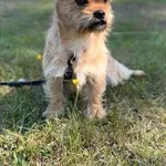 Pies do adopcji, Sosnowice, 1 sierpnia 2025