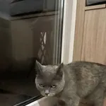 Znaleziono kota, Kraków, 4 września 2025