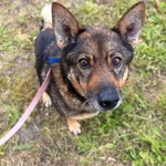 Znaleziono psa, Szczecin, 3 września 2025