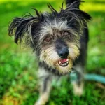 Pies do adopcji, Dłużyna Górna, 5 września 2025