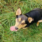 Pablo ( 6230), Samiec