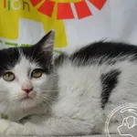 Kot do adopcji, Chełmek, 16 sierpnia 2025