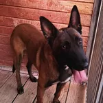 Znaleziono psa, Lublin, 3 września 2025