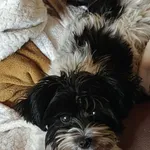 Zaginął pies, Łódź, 4 września 2025