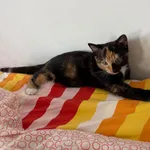 Zaginął kot, Warszawa, 5 września 2025