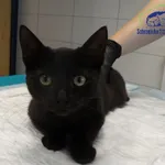 Znaleziono kota, Szczecin, 4 września 2025