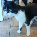 Kot do adopcji, Włocławek, 4 września 2025