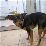 Znaleziono psa, Grudziądz, 4 września 2025