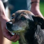 Znaleziono psa, Racławice, 29 sierpnia 2025