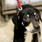 Znaleziono psa, Wałbrzych, 4 września 2025