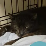 Kimi