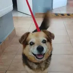 Znaleziono psa, Sosnowiec, 5 września 2025