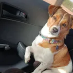 Zaginął pies, Łódź, 6 września 2025