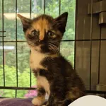 Znaleziono kota, Gdynia, 24 sierpnia 2025