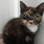 Oddam kota, Olsztyn, 6 września 2025