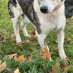 Znaleziono psa, Lublin, 5 września 2025