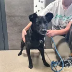 Znaleziono psa, Chełmek, 5 września 2025